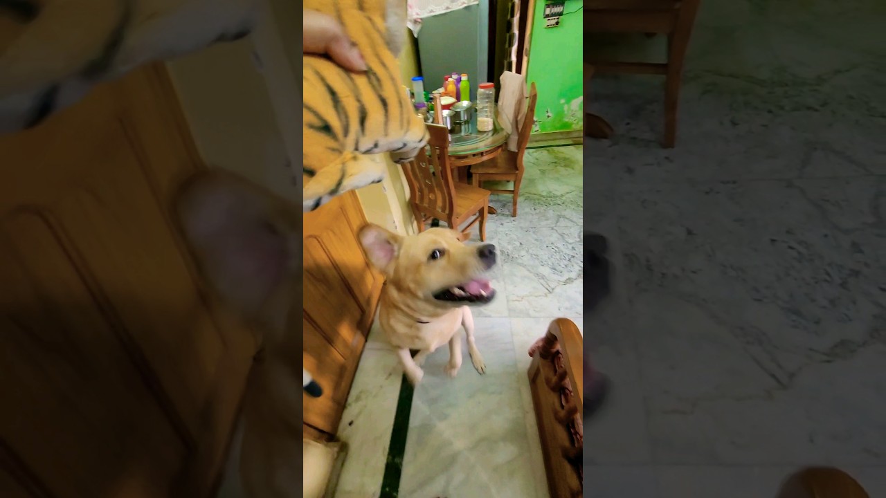 Coco's masti time 🥰