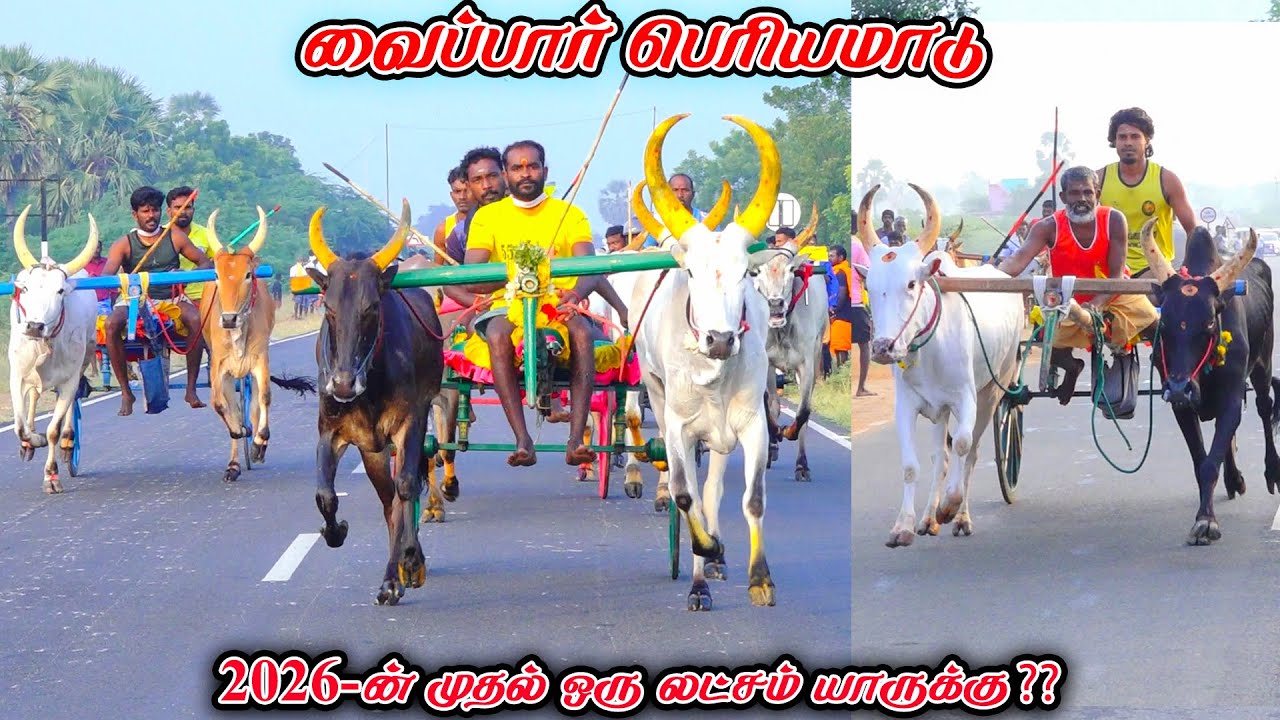 6வைப்பார்-பெரியமாடு-பந்தயம்_04.01.2026_V_Photography