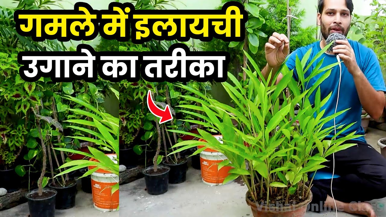 ELAICHI KA PODHA KAISE LAGAYE | GROW CARDAMOM PLANT | how to grow cardamom | GARDENING | Daily Vlogs