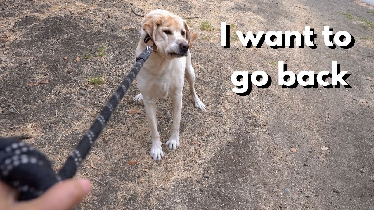 Labrador keeps looking for his dad