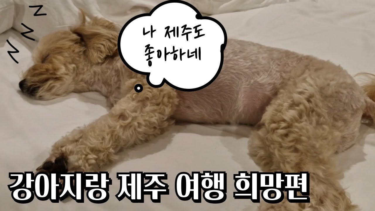 반려견 동반 코스로 꽉꽉 채운 강아지랑 제주 2박 3일 여행기