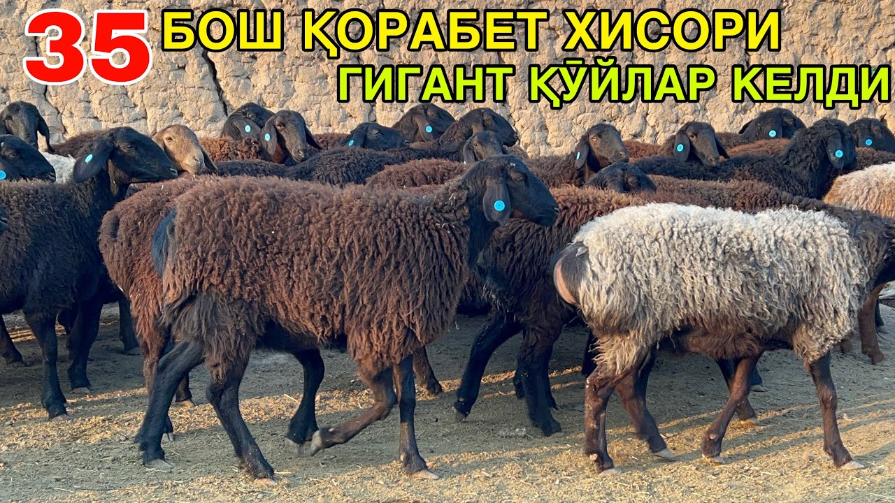 ҚАШҚАДАРЁ ҚӮЙЛАРИ. ☎️+998942979899