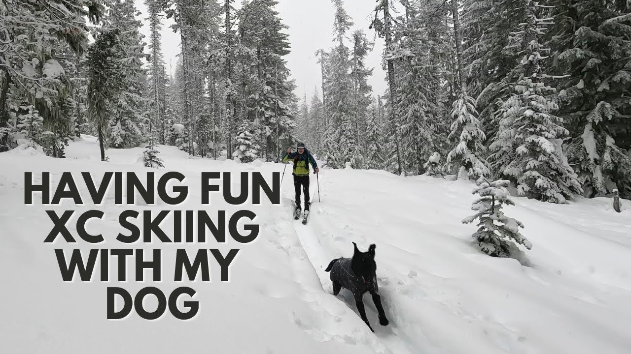 LEARNING to CROSS COUNTRY SKI with my DOG