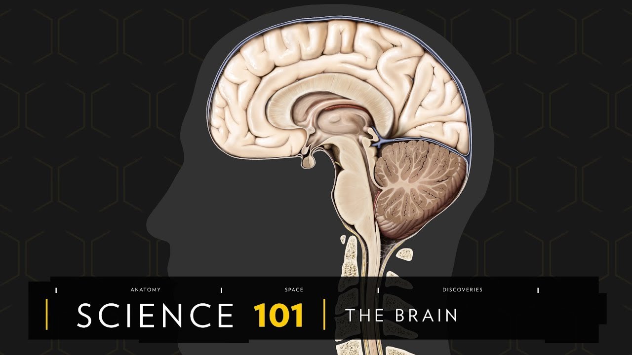 101科學教室：透視大腦奧祕！《國家地理》雜誌
