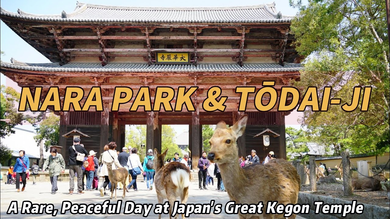 Japan Travel ｜Nara Park & Tōdai-ji: Walking Through 1,300 Years of History.