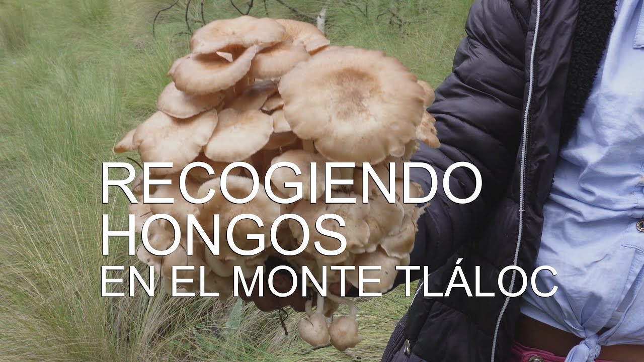 Recogiendo hongos en el monte Tláloc