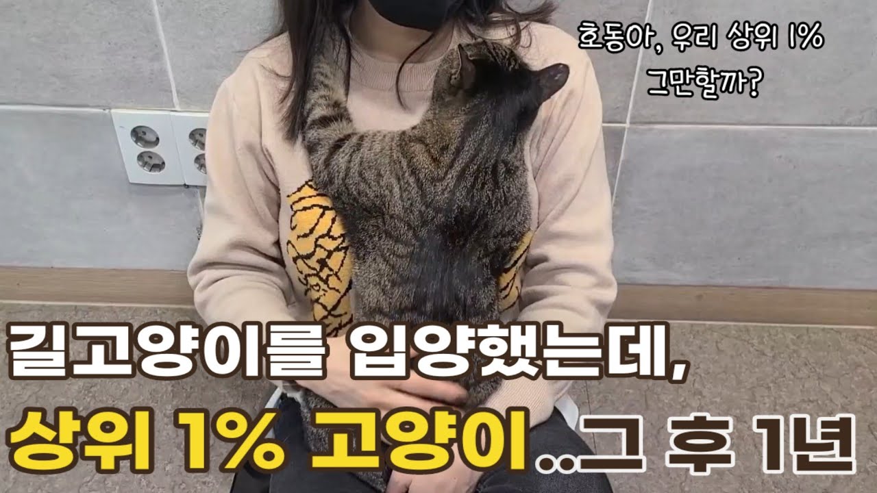 길고양이에서 상위1%고양이, 그 후 1년 : 포인트만 모아서 '추석 특집 힐링영상'