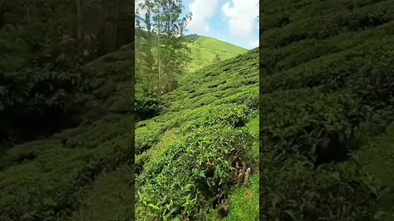 Ah wen 带大家庭去看看金马伦的茶园.....