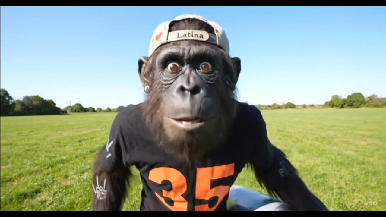 Singe Fou ! @HumourAnimal