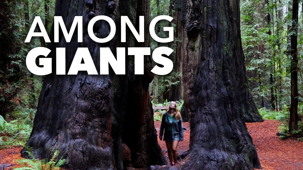 Redwoods & rainy van-life reality on the California coast
