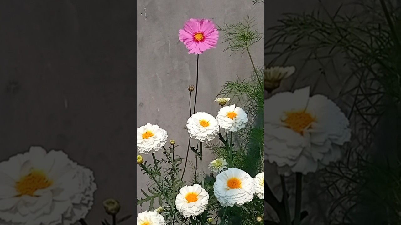 Daily Garden Inspiration #gardening #plantlovers #youtubeshorts