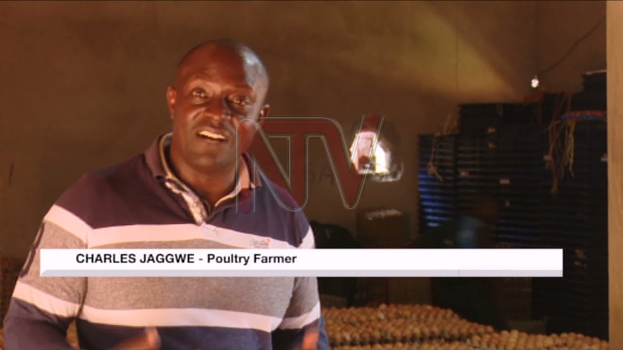 Poultry traders stuck with eggs, want govt to talk to Kenya