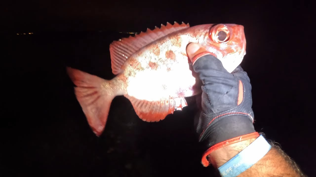 Pesca em LRF em Tenerife