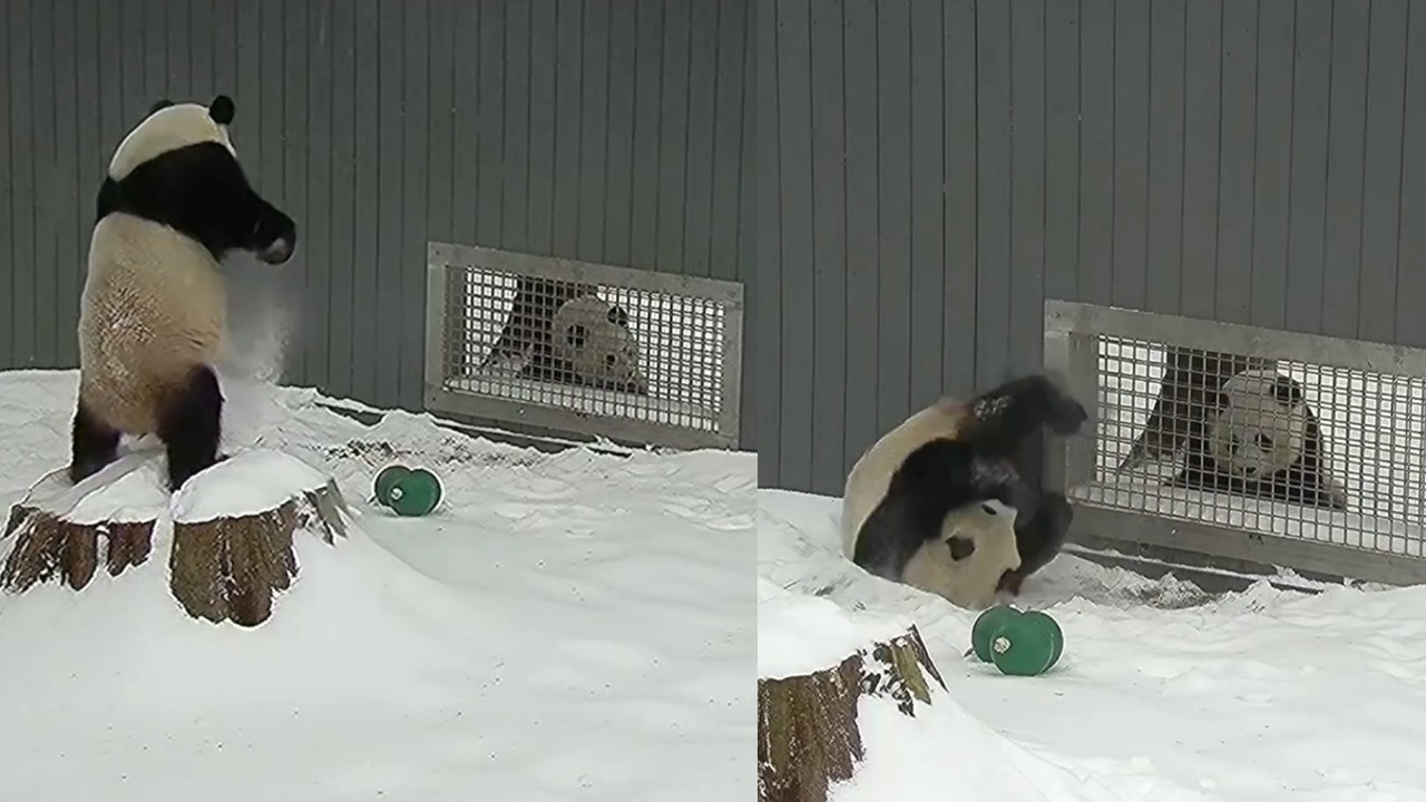 Teenage Pandas Flirt & Play in the Snow! Bao Li & Qing Bao 🐼💖