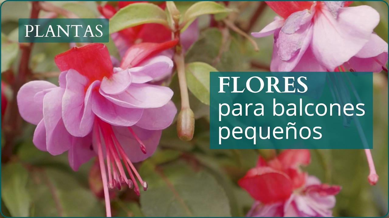 Flores para balcones peque&ntilde;os | Decora tu terraza con plantas | Verdecora