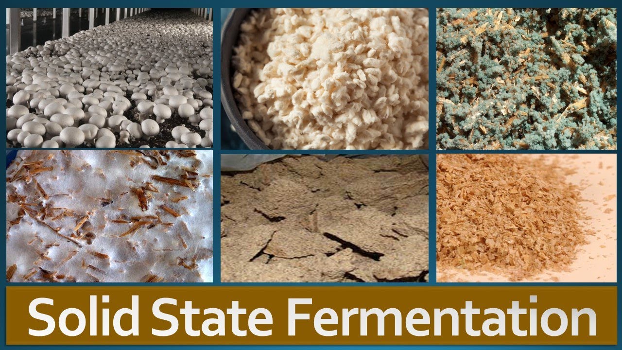 Solid State Fermentation: Overview, Factors affecting SSF, Advantages, Limitations and Applications