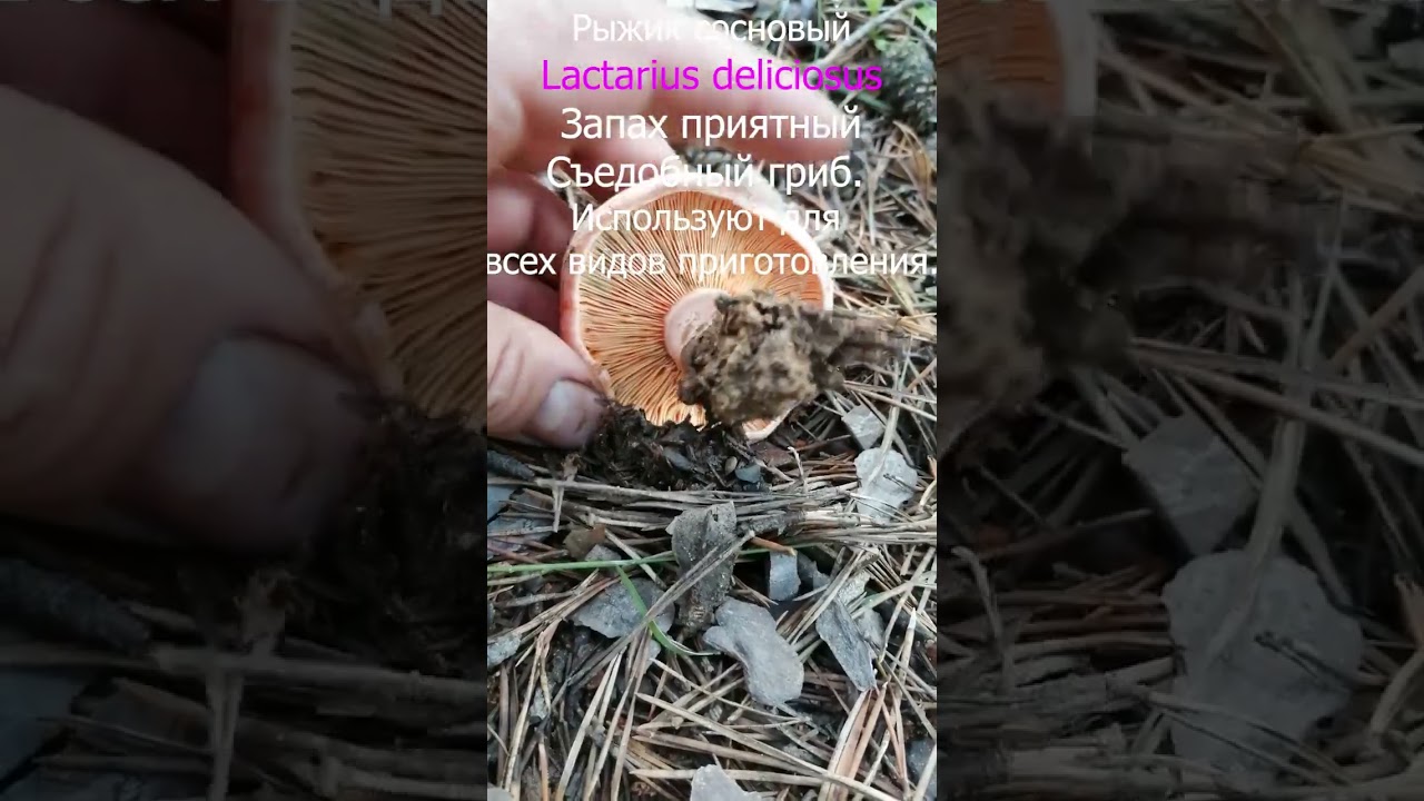 Рыжик сосновый #mushroom  #грибы