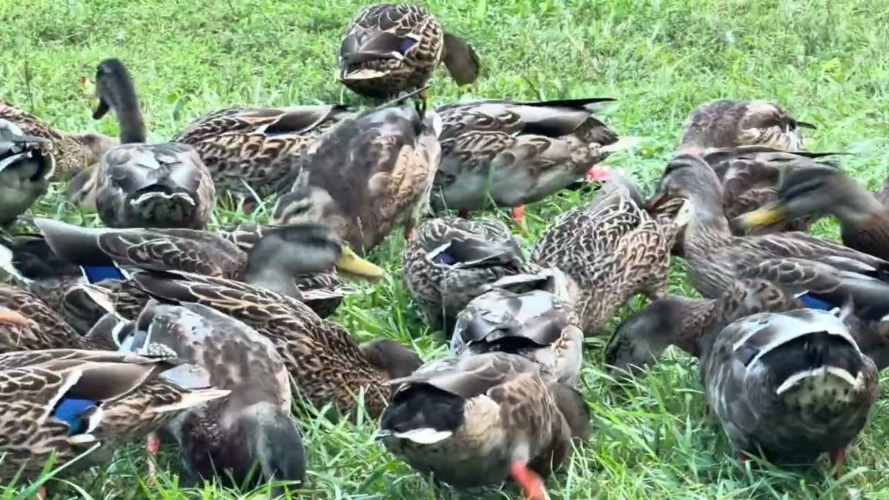 The 7PM Duck Parade: Many Beaks, One Rhythm AsSarahTurnsDuck_ Ep64_ 9- 5- 2025