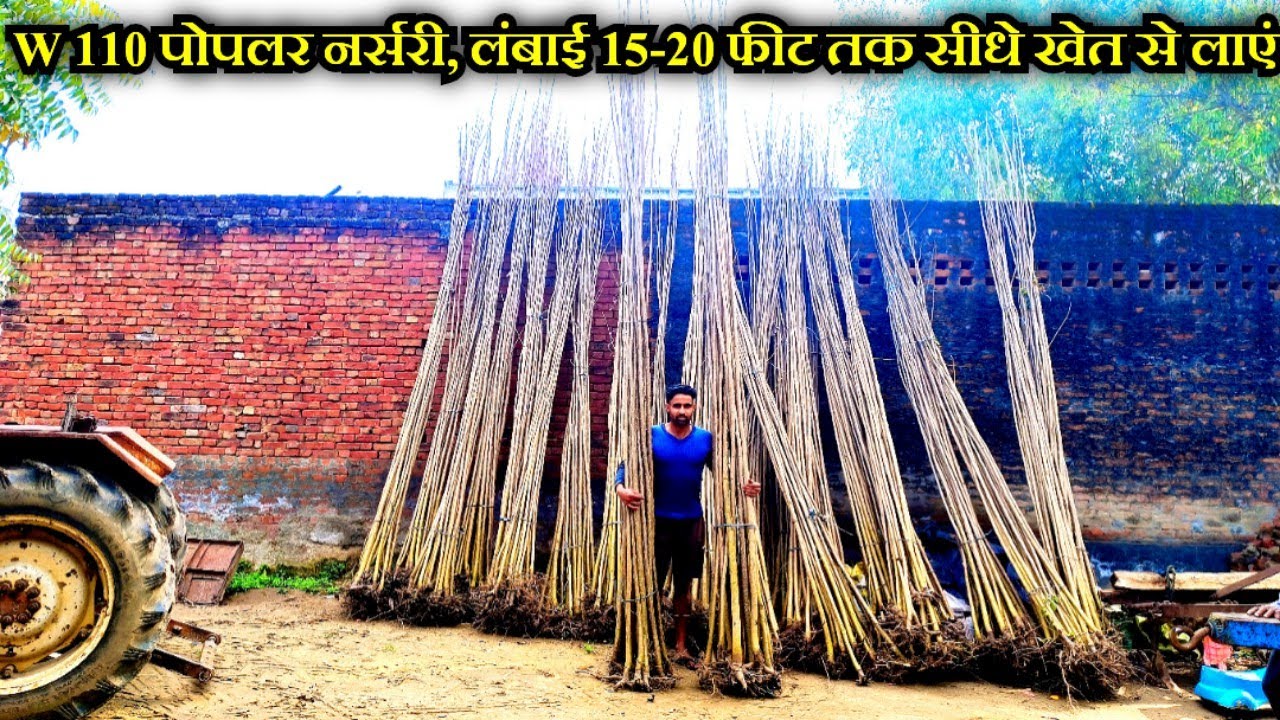 W-110 Number Poplar Nursery in Gajrola,Amroha,UP // पोपलर की नंबर 1 पौध मिलेगी यहाँ 