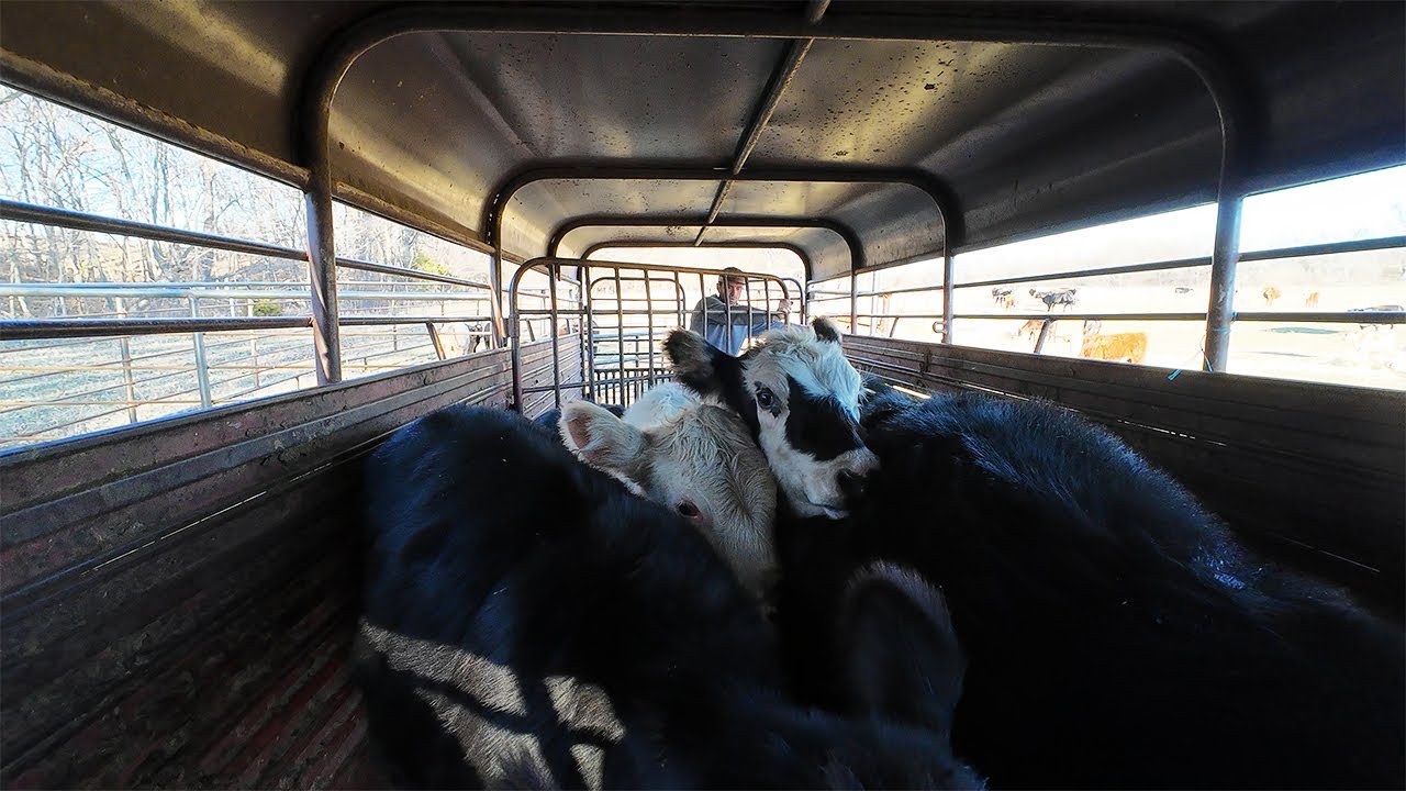 A Day Full of Hauling Calves