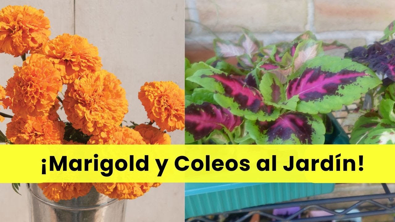 Del Semillero 🌱 al jardín: Marigolds 🌼 y Coleos 🌿
