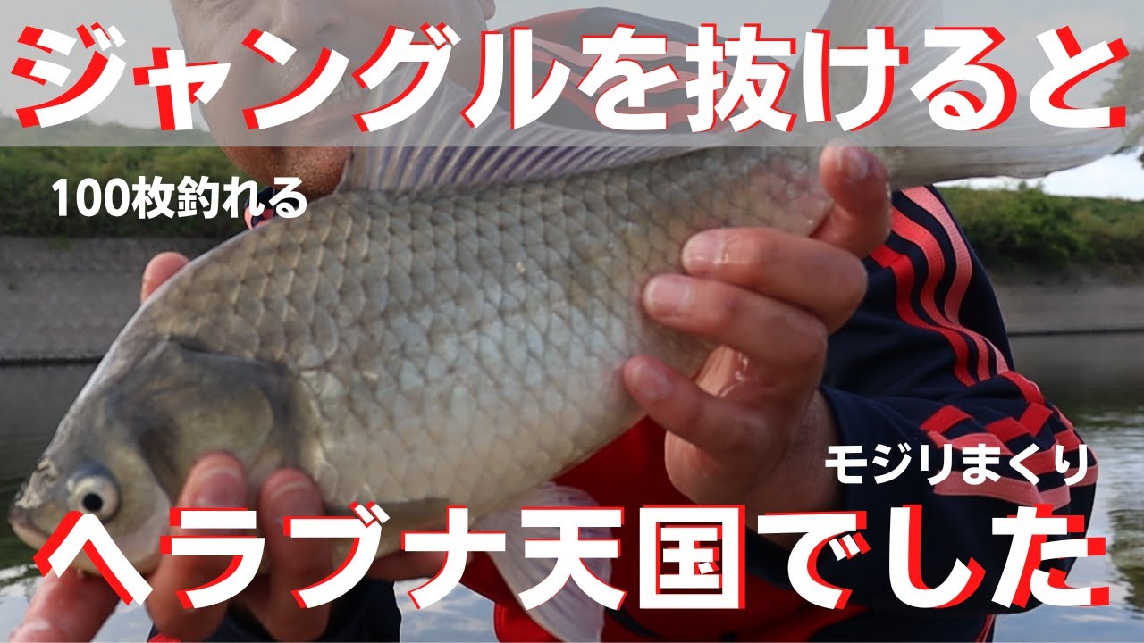 ジャングルを抜けた先には、入れ食いのヘラブナ天国があった【マッシュポテト素練り】