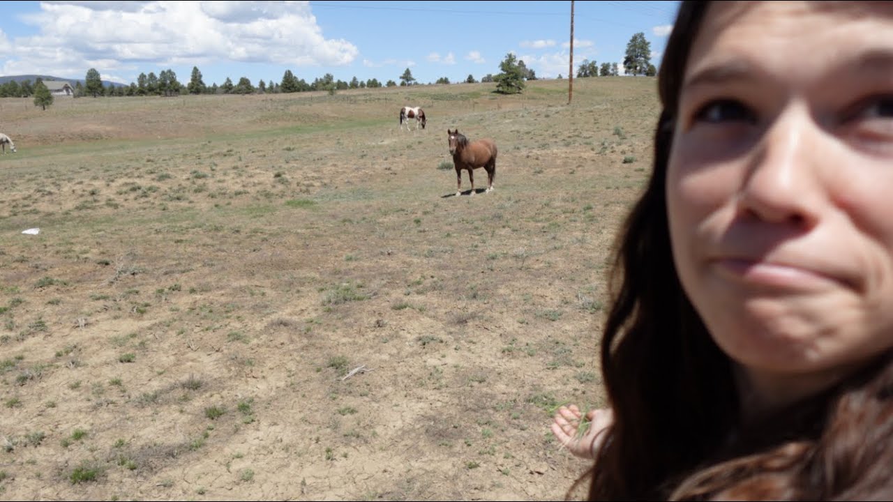 i drove 3000 miles and all i got was this wholesome video diary