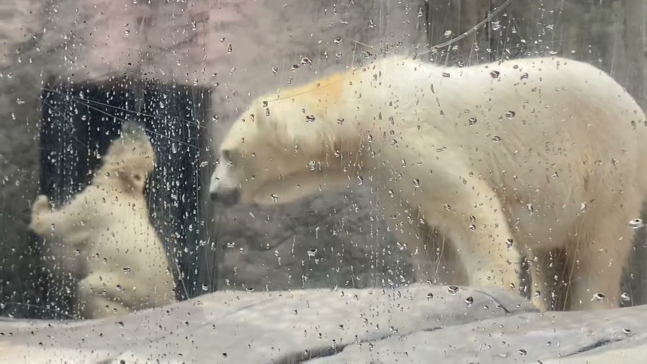 八木山動物公園   ホッキョクグマ   双子公開17日目