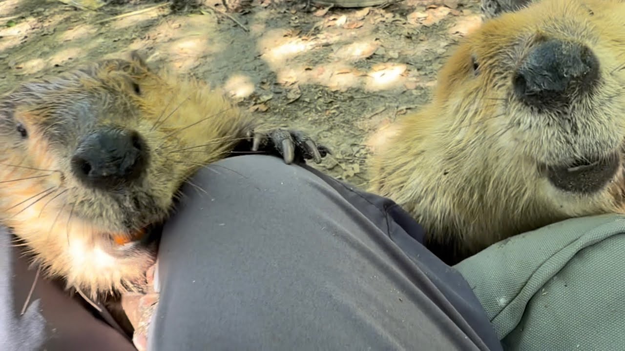 Snacks and snuggles for world beaver day at Something Wild