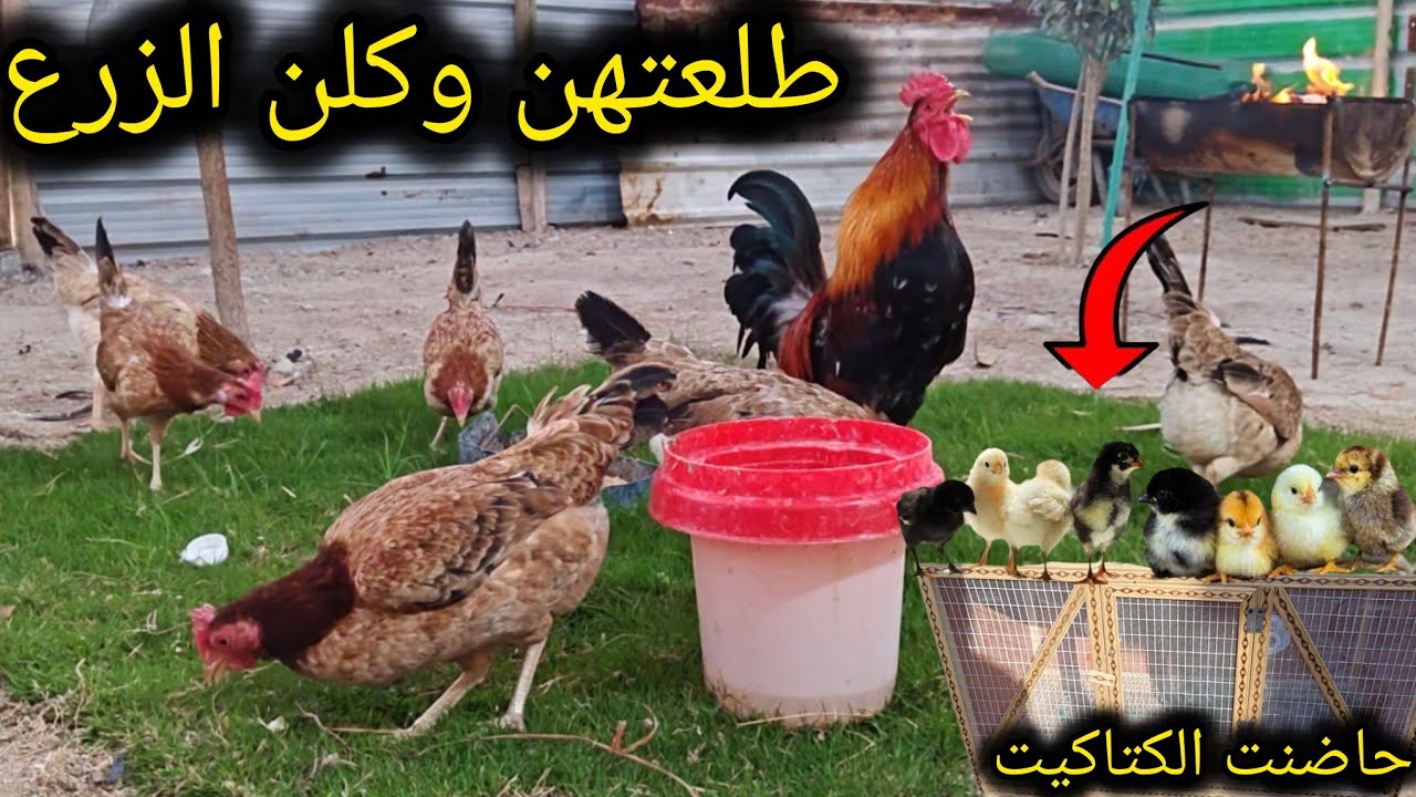 سويت حاضن الكتاكيت 🐣 جبت علاج لم اركيبه 🐔رتبت المحميه😊