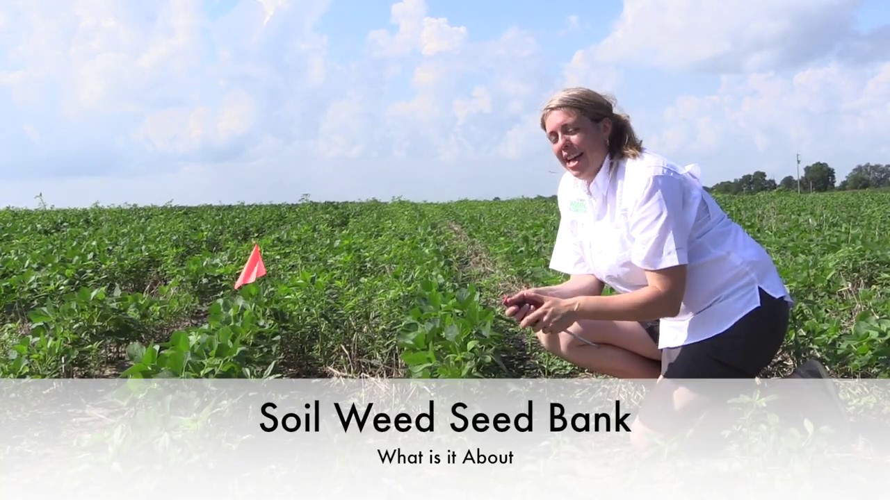 Weed Seed Bank, What is it About?