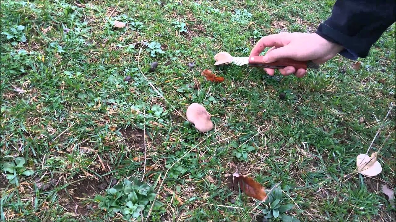 Lepista panaeolus & others (Larramendi ziza, moixern&oacute; de tardor)