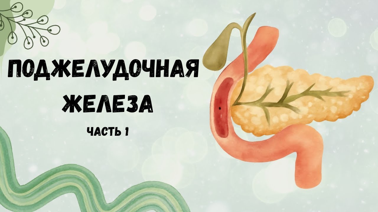 Поджелудочная железа. | Часть 1: анатомия.