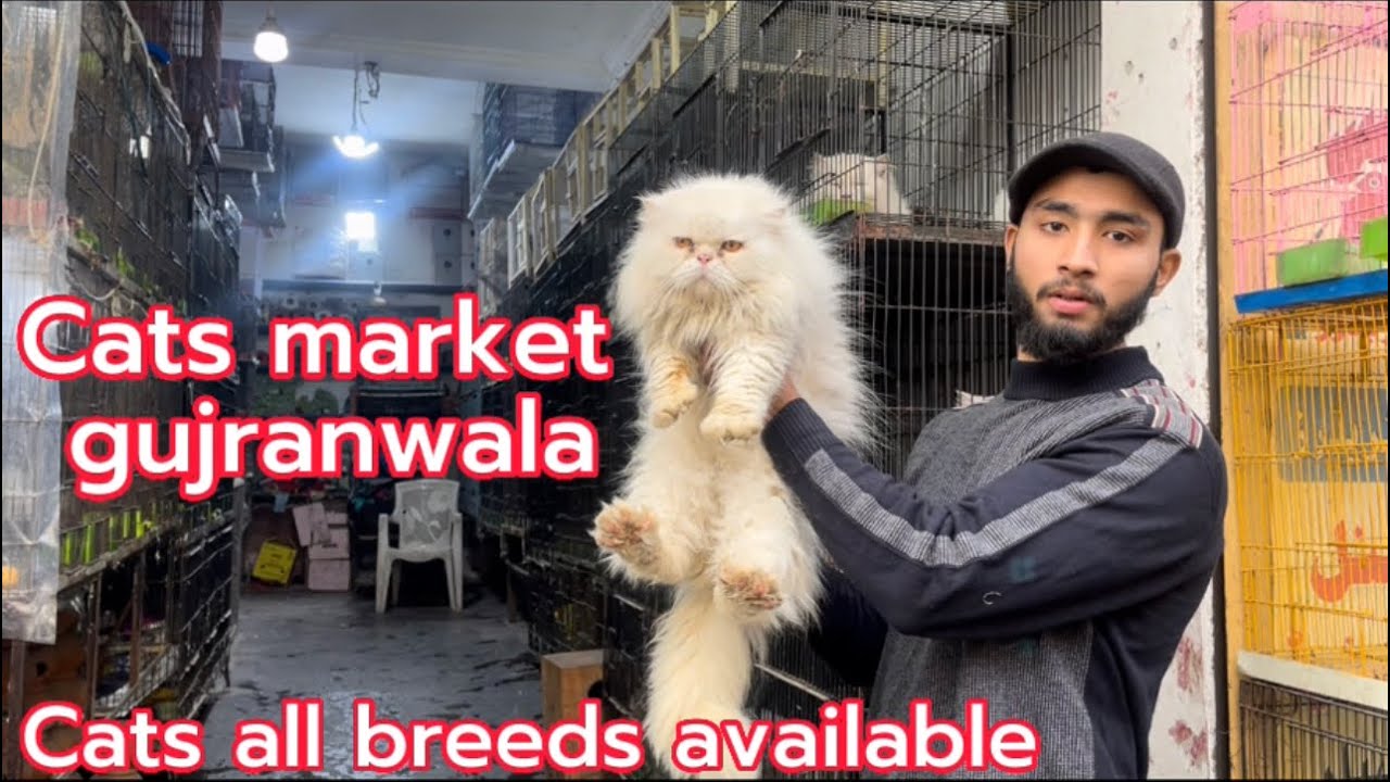 Birds & pets market cat hens parrot price update and information 21 January 2023