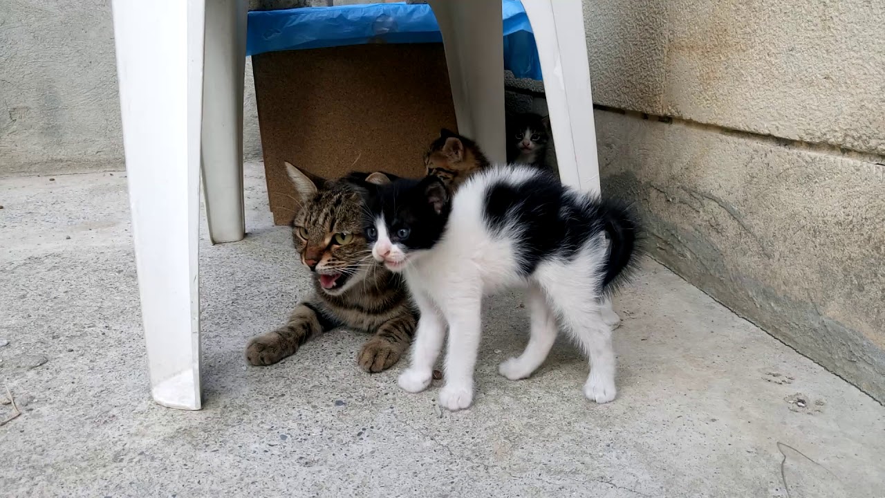 Yavrularıyla Konuşan Anne Kedi #catmeowing