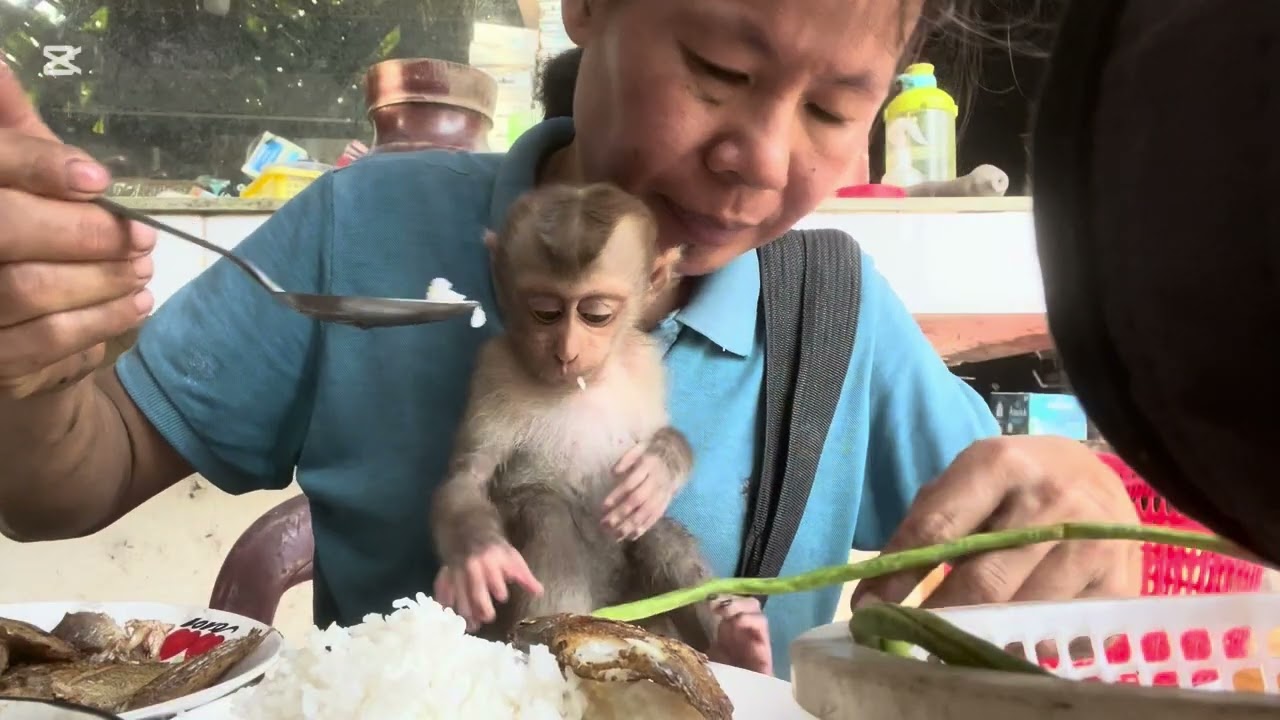 Nov Mary is very naughty #animals #monkey #mary