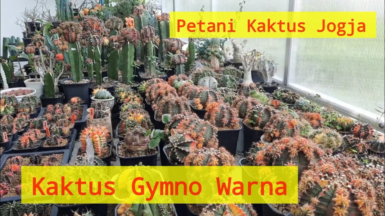 Garden Tour : Koleksi Kaktus Mahal Gymno @JR Jogjagurun harga jutaan. Petani Kaktus Jogja