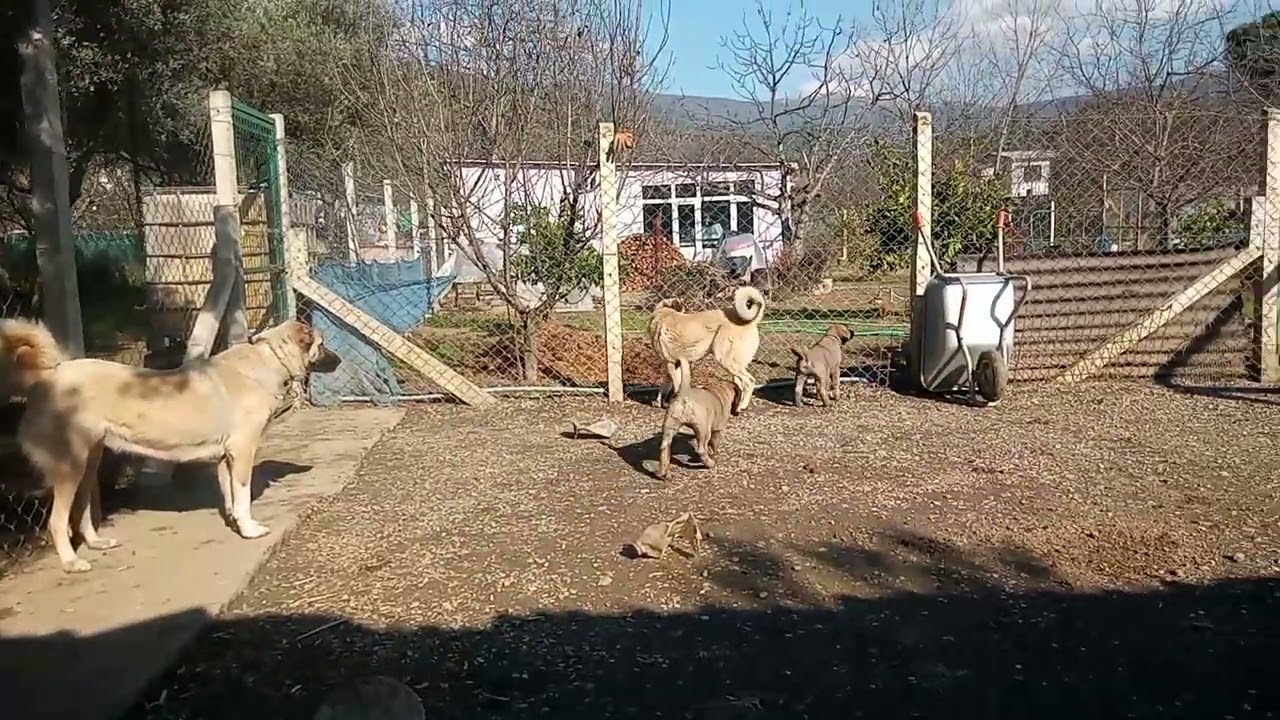 MİRA DA ABLALIK YAPIP DÖVÜŞ DERSLERİNE KATILDI