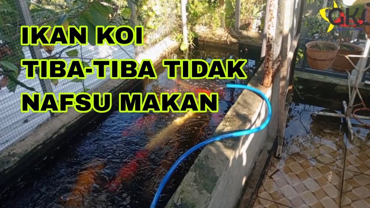 PENYEBAB IKAN KOI TIDAK NAFSU MAKAN, BANYAK SEKALI PENYEBAB NYA DAN BERIKUT INI SOLUSINYA