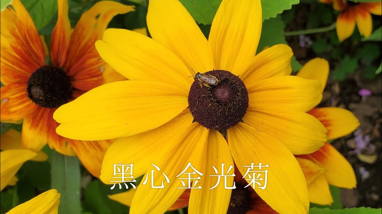 Sophie's Garden 黑心金光菊的种植及管理