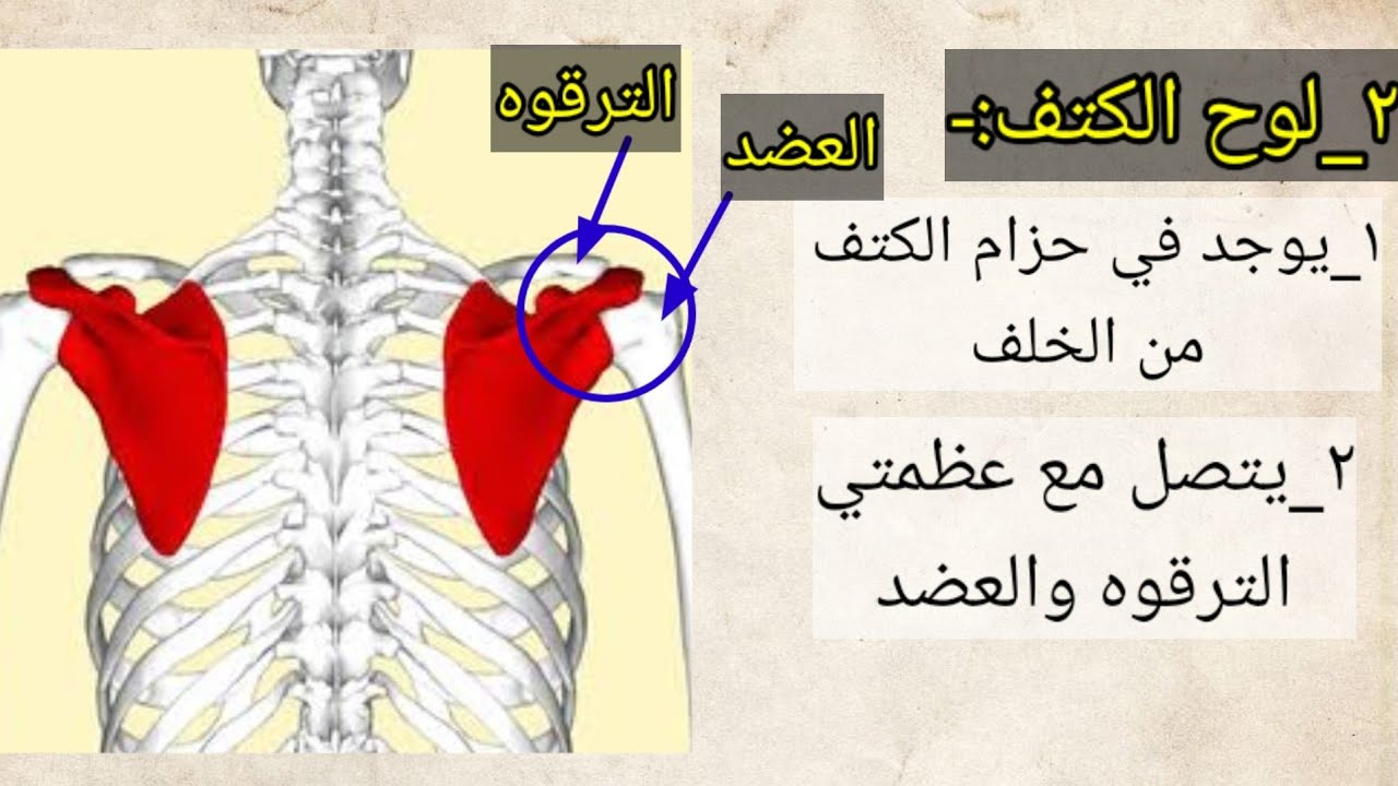 سنه اولي تمريض(شرح ماده التشريح) ح٣