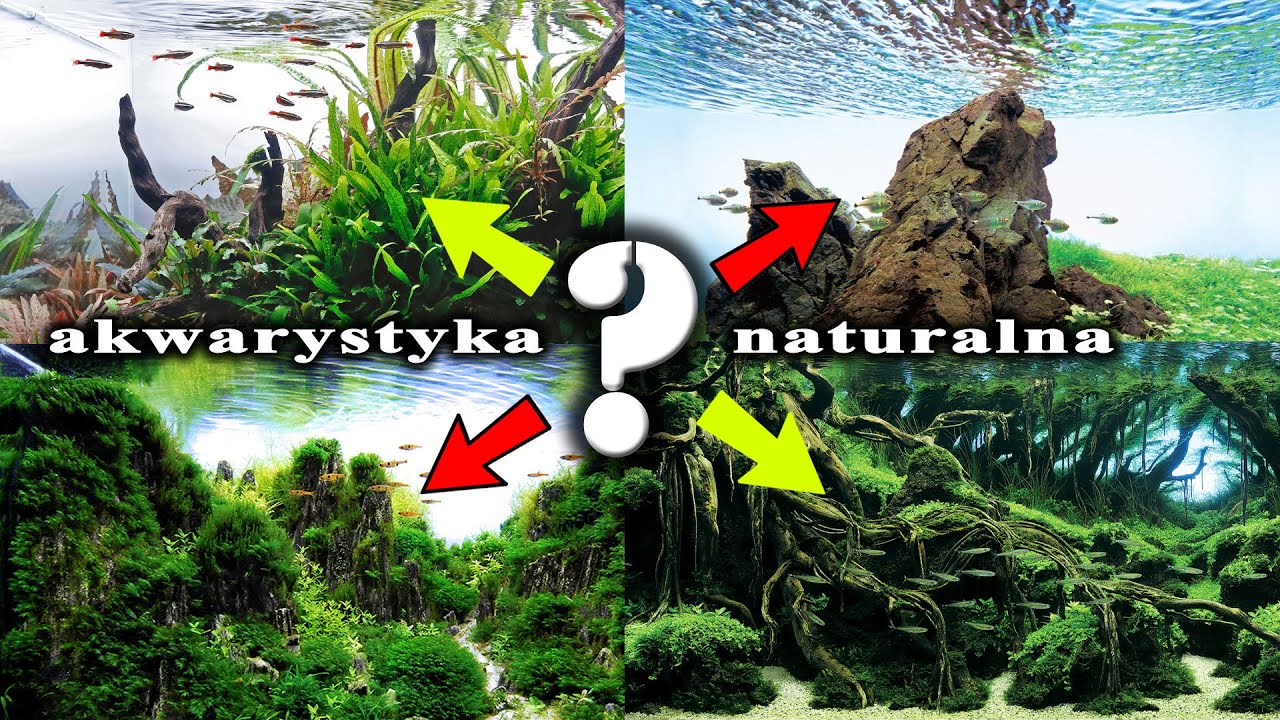 Czym różnią się style AKWARYSTYKI NATURALNEJ?