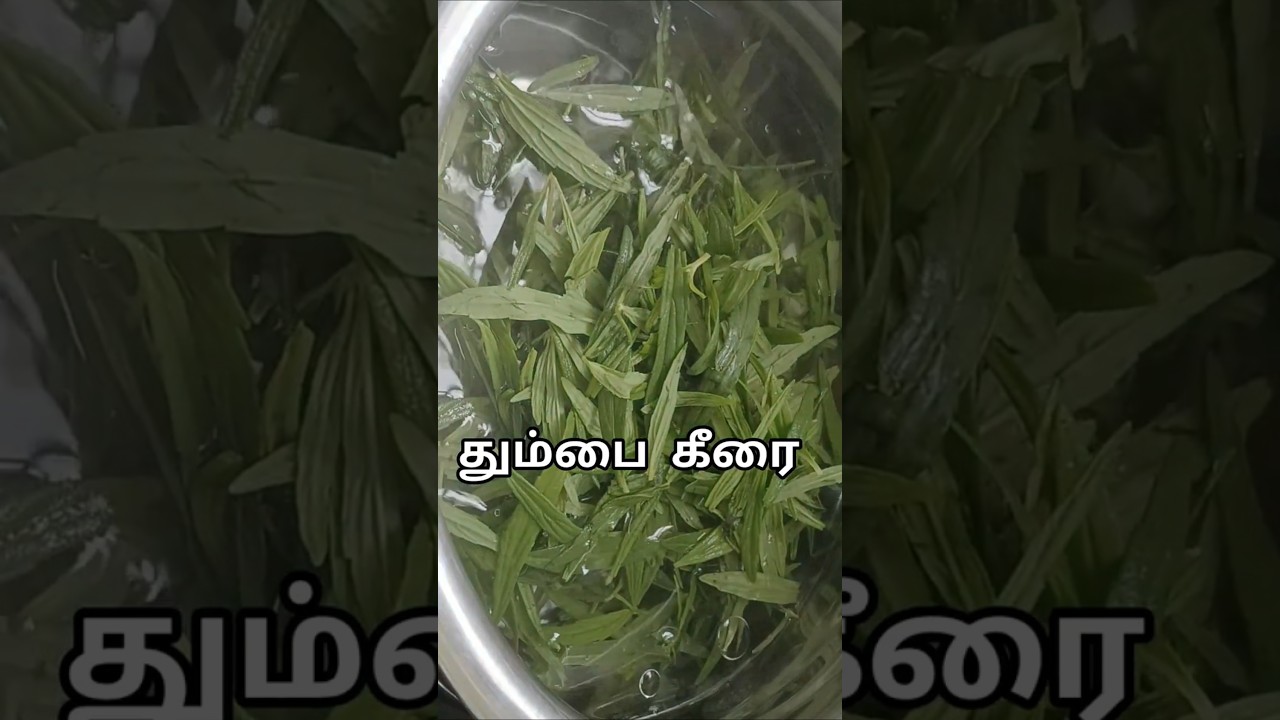 தும்பை கீரை துவையல் நெஞ்சுசலி போக்கும்தும்பை கீரை துவையல் #Thumbai keerai thuvaiyal