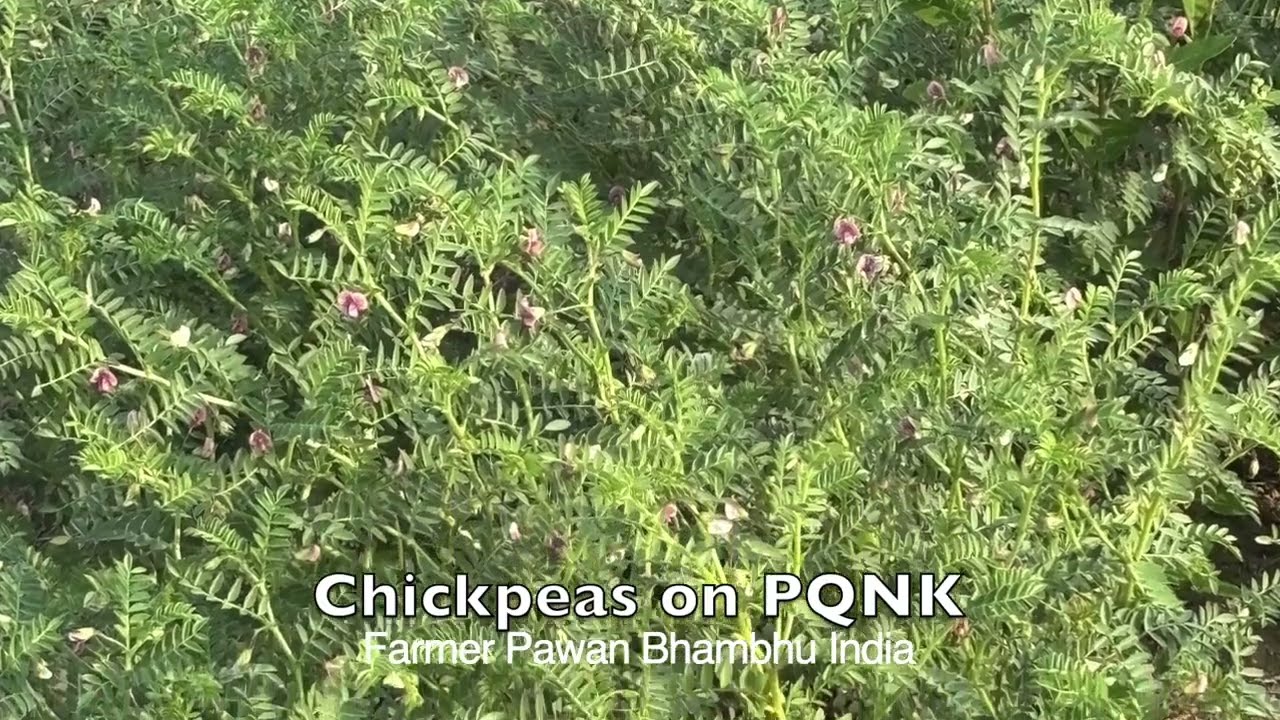 Chickpeas on PQNK & Advantages of Organic Mulch