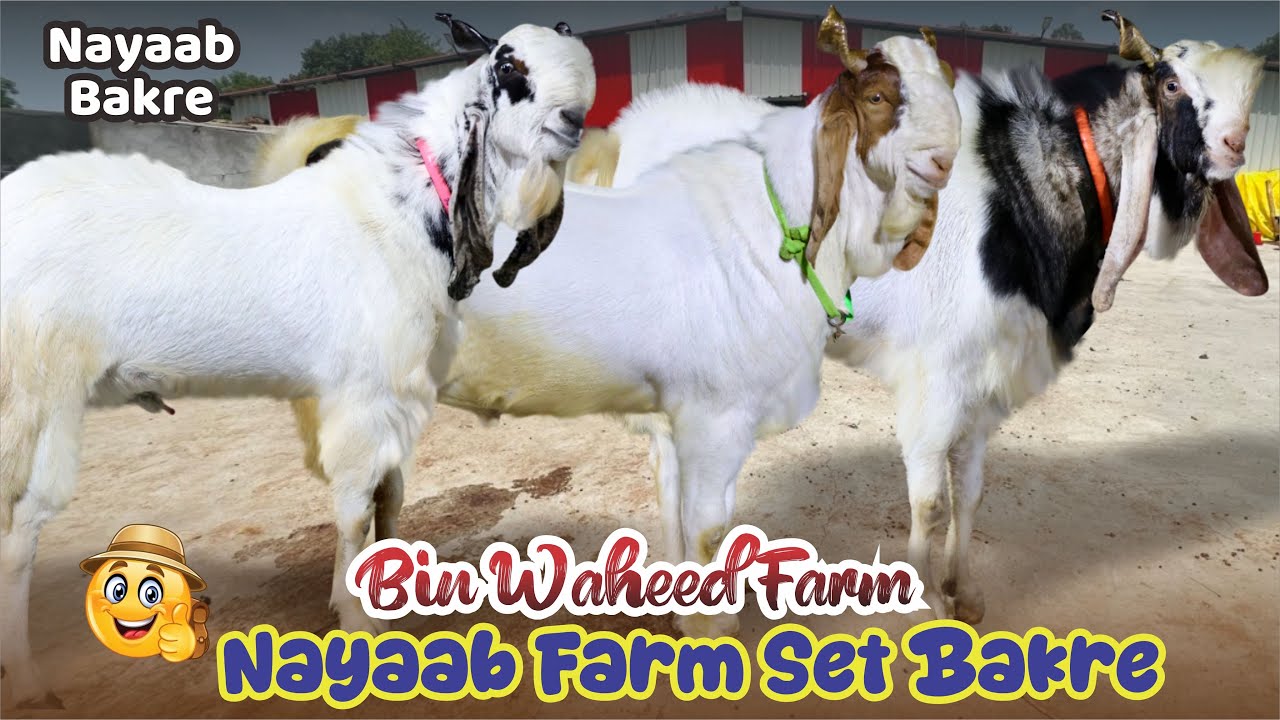 Kota Malwa Nayaab Farm Set Bakre At Bin Waheed Farm
