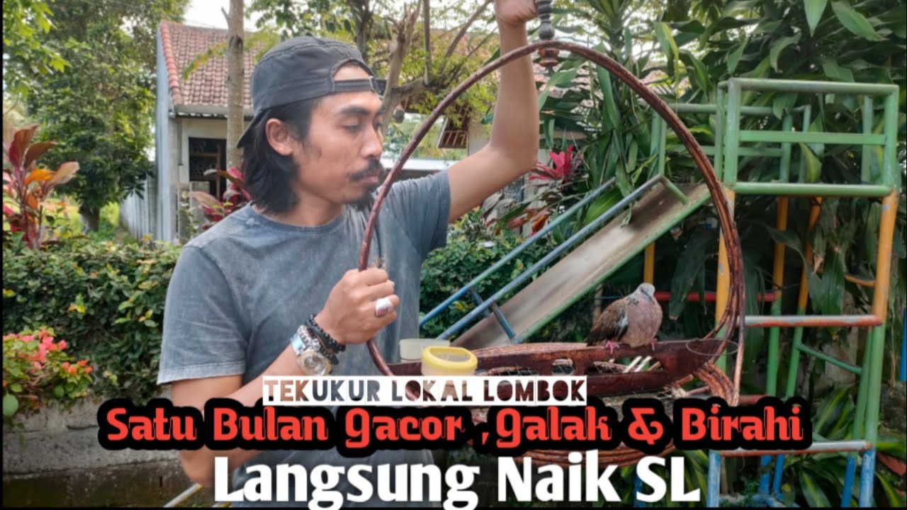 PROSES IKAT BAHAN PIKAT TEKUKUR MENTAL BAGUS (Satu Bulan Sejak Dapat dari Hutan).