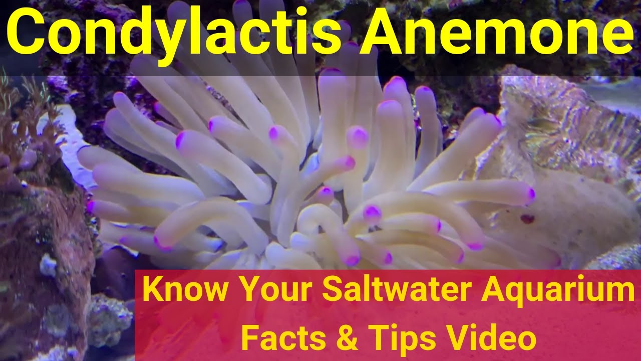 Condylactis Anemone. Know Your Saltwater Aquarium: Facts & Tips