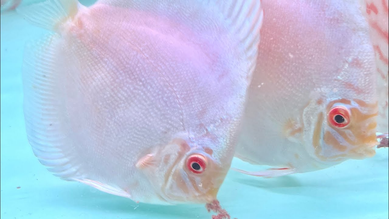 My Recent Import of Malaysian Discus Fish