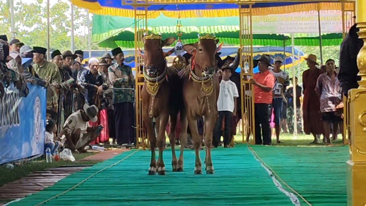 Kontes Sapi Sonok Se Madura (Bintang Timur)#sapi 