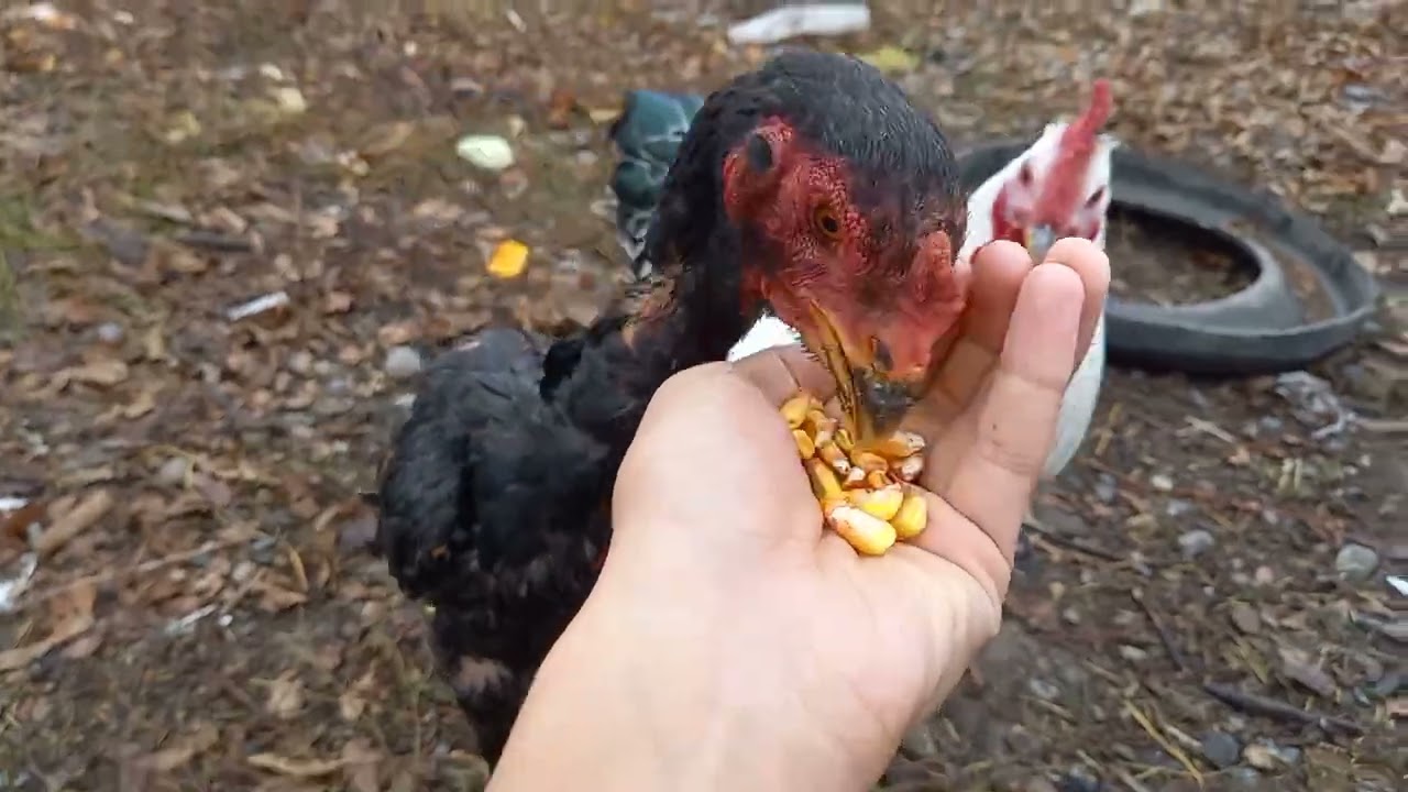 Тауыктарға шолу жаңа 2 адлер тауык алдым